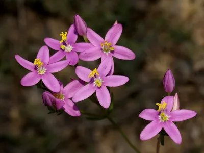 Herba de Santa Margarida