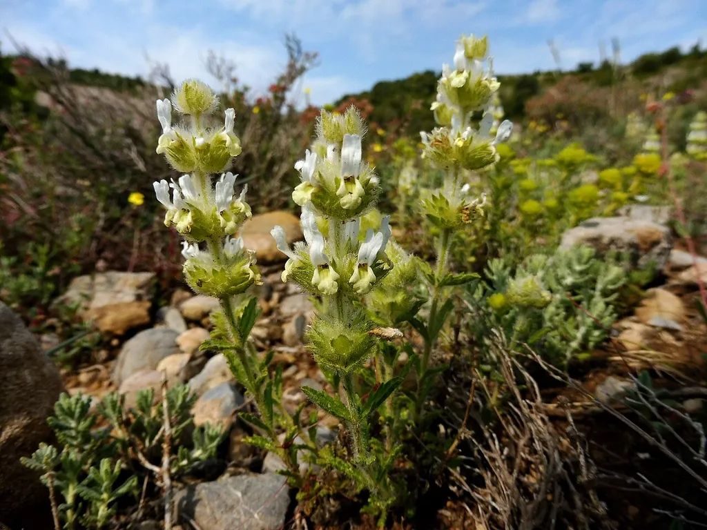 Herba de la feridura