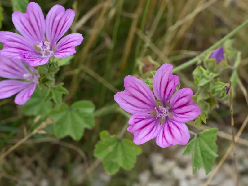 Malva