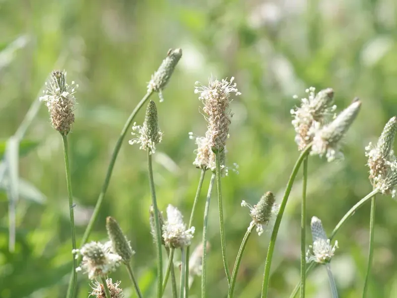 Plantatge