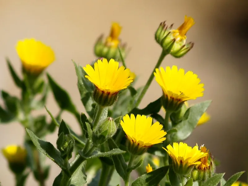 Calèndula silvestre