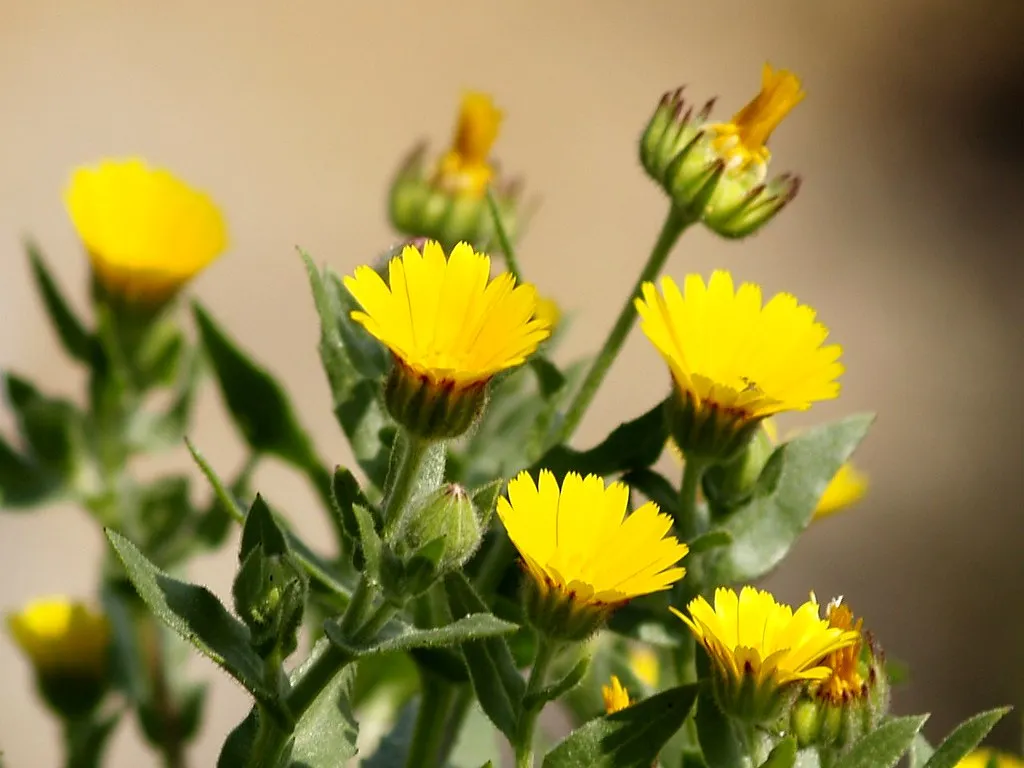 Calèndula silvestre