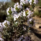 Farigola