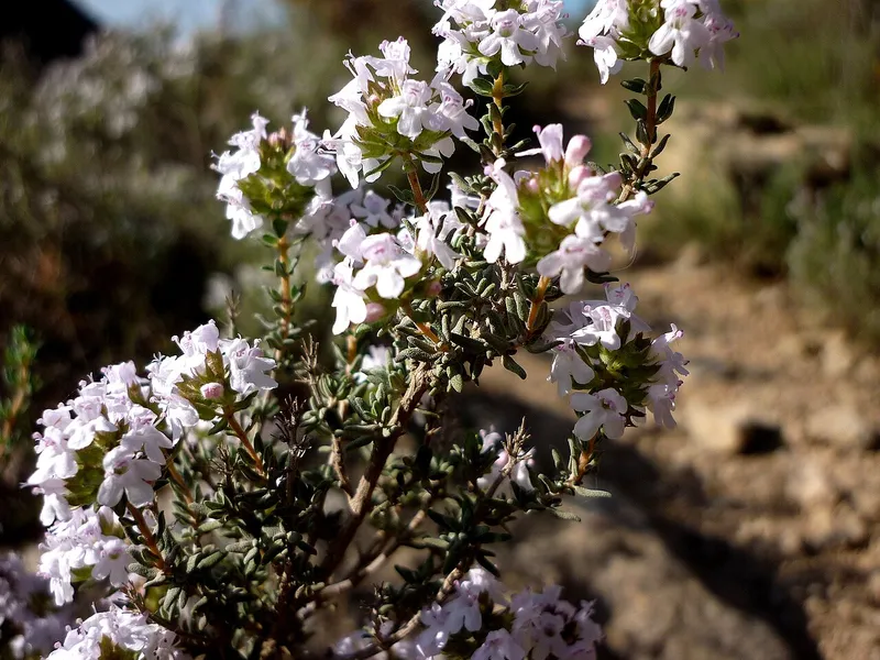 Farigola o timó en flor al seu habitat natural